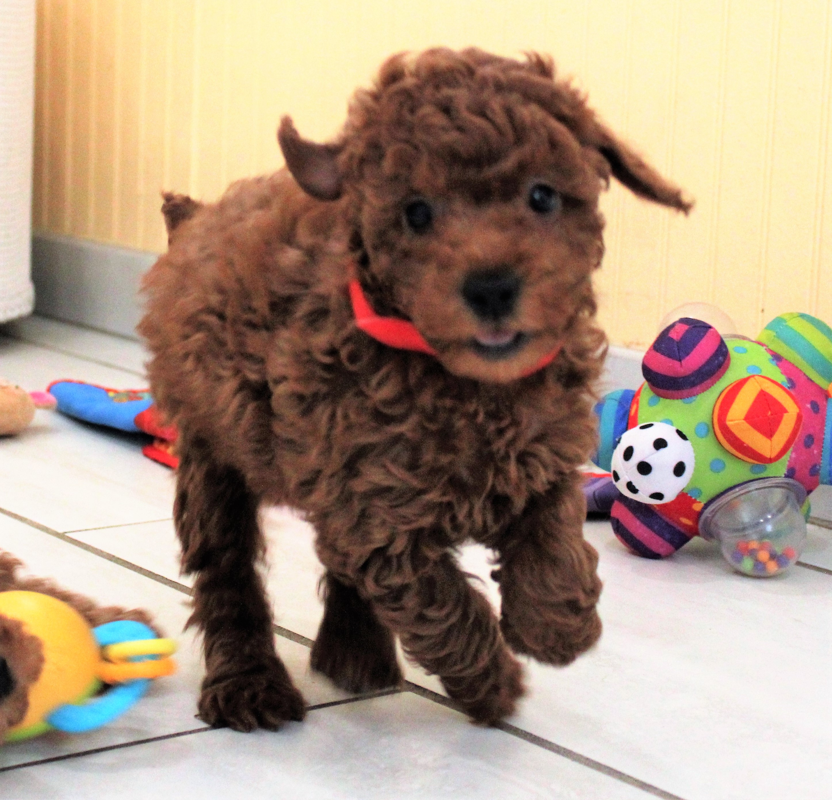Red Toy Poodle Teddy Bear Cut