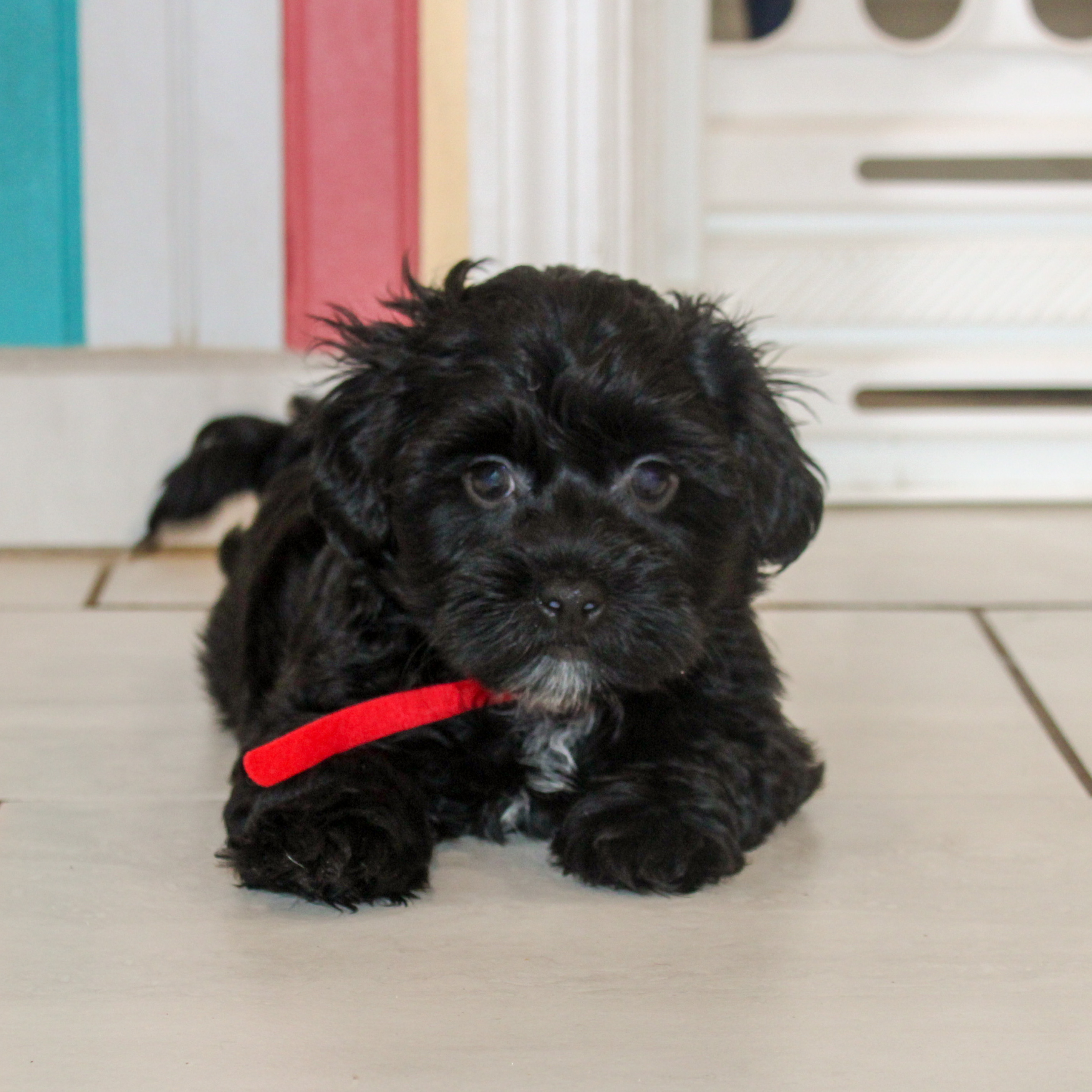 What Does Ckc Registered Dogs Mean