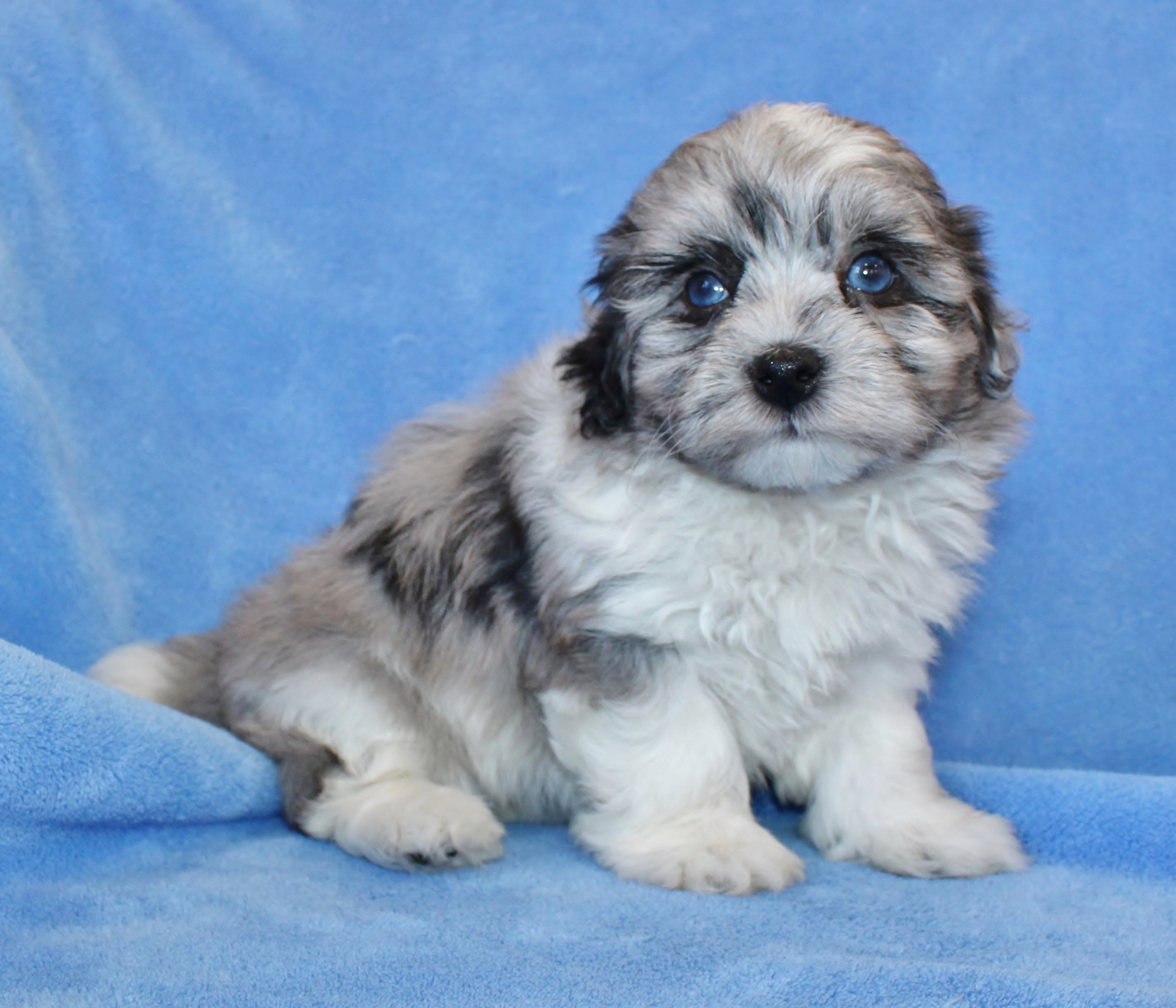 Havapoo Puppies For Sale In Texas Havapoo Dog Male Cream White