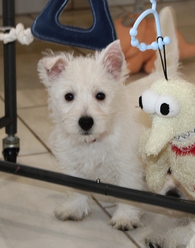 Akc westie puppies sale